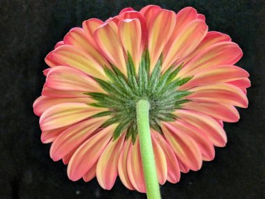 Koyu arkaplana karşı canlı çiçeğin yakın plan görüntüsü