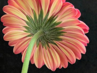 Koyu arkaplana karşı canlı çiçeğin yakın plan görüntüsü