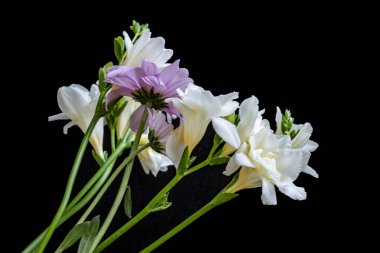 Koyu arkaplanda güzel, taze çiçeklerin manzarasını kapat