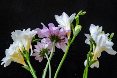 Koyu arkaplanda güzel, taze çiçeklerin manzarasını kapat