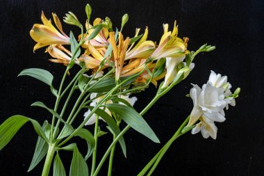 Koyu arkaplanda güzel, taze çiçeklerin manzarasını kapat