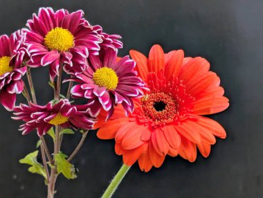 Koyu arkaplanda güzel, taze çiçeklerin manzarasını kapat