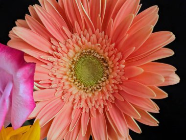 Koyu arkaplana karşı canlı çiçeğin yakın plan görüntüsü