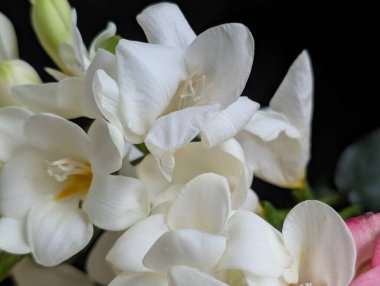 Siyah arkaplanda beyaz frezya çiçekleri 