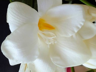 Siyah arkaplanda beyaz frezya çiçekleri 