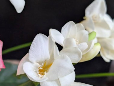 Siyah arkaplanda beyaz frezya çiçekleri 