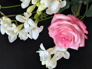 gül ve frezya çiçekleri siyah arkaplanda 