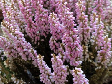 Pembe Calluna Vulgaris çiçekleri. Yaklaş. 