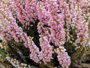 Pembe Calluna Vulgaris çiçekleri. Yaklaş. 