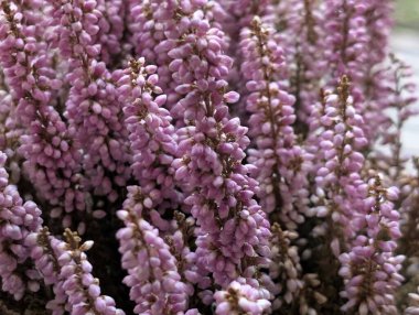 Pembe Calluna Vulgaris çiçekleri. Yaklaş. 
