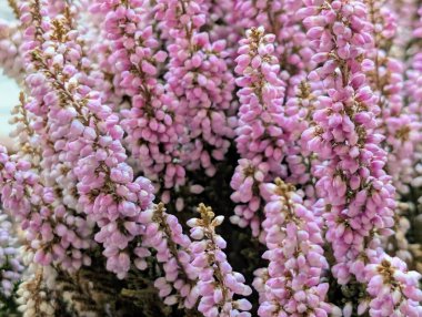 Pembe Calluna Vulgaris çiçekleri. Yaklaş. 