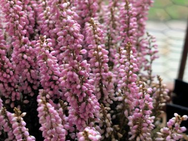 Pembe Calluna Vulgaris çiçekleri. Yaklaş. 