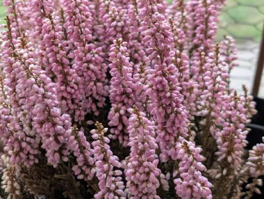 Pembe Calluna Vulgaris çiçekleri. Yaklaş. 
