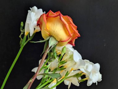 gül ve frezya çiçekleri siyah arkaplanda 