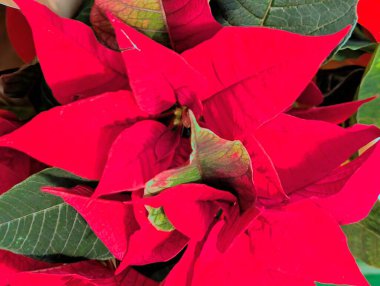 Noel mevsiminde güzel noel çiçekleri