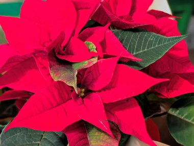 Noel sezonu için kırmızı noktalı set