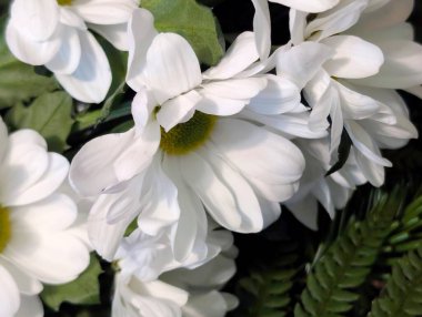 Beyaz kasımpatı çiçekleri kapatın