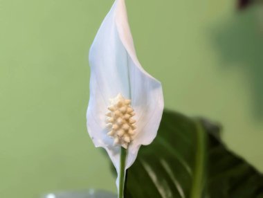 Güzel botanik fotoğrafı, doğal duvar kağıdı.
