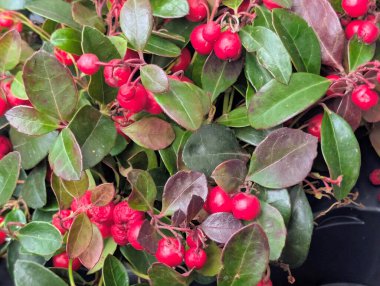 Bahçedeki kırmızı meyveler