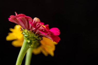 güzel kırmızı ve sarı çiçekler siyah arkaplanda