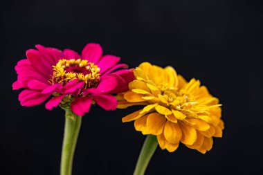 güzel kırmızı ve sarı çiçekler siyah arkaplanda