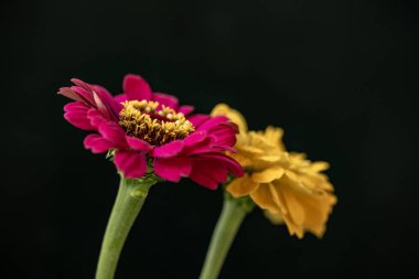 güzel kırmızı ve sarı çiçekler siyah arkaplanda