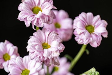 Bahçede güzel soluk pembe kasımpatı çiçekleri