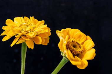 Siyah arka planda Zinnia çiçeği 