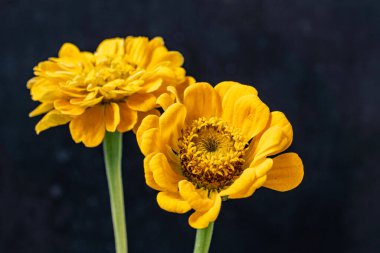 Siyah arka planda Zinnia çiçeği 