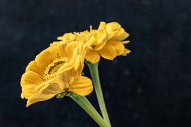 Siyah arka planda Zinnia çiçeği 