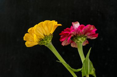 Siyah arka planda Zinnia çiçeği 