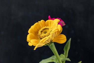Siyah arka planda Zinnia çiçeği 