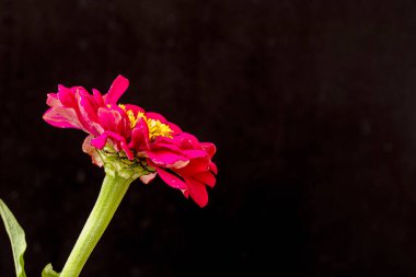 Siyah arka planda Zinnia çiçeği 
