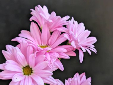 güzel çiçekler, çiçek konsepti, doğa arka planı 