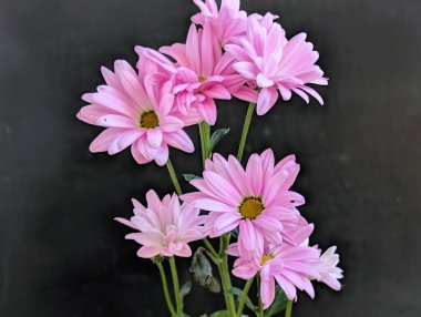 İnanılmaz kasımpatı çiçeklerinin çiçek açması.