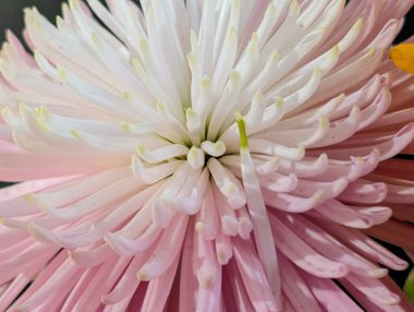 İnanılmaz kasımpatı çiçeklerinin çiçek açması.