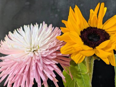 güzel çiçekler, çiçek konsepti, doğa arka planı 