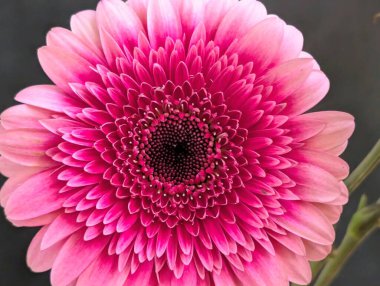 Pembe gerbera çiçeği yakın çekim