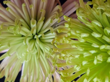 Kasımpatı çiçeği koyu bulanık arkaplanı kapatır 