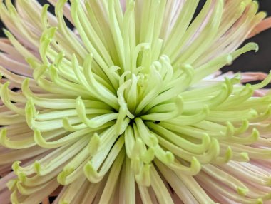 Kasımpatı çiçeği koyu bulanık arkaplanı kapatır 