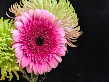 Kasımpatı ve Gerbera çiçekleri siyah arkaplanda 