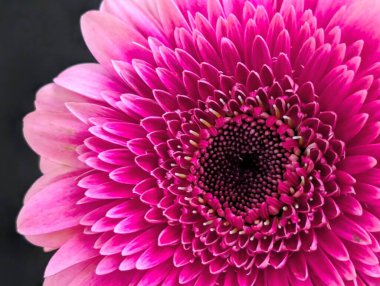 Güzel pembe yıldız çiçeği yakın çekim