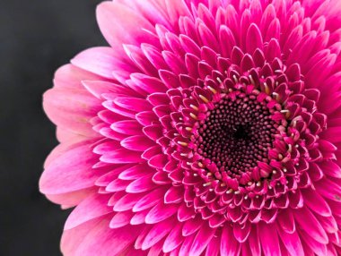 Güzel pembe yıldız çiçeği yakın çekim