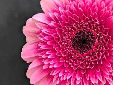 Güzel pembe yıldız çiçeği yakın çekim