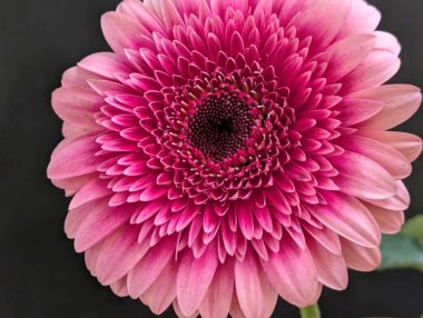 Güzel pembe yıldız çiçeği yakın çekim