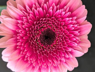 Güzel pembe yıldız çiçeği yakın çekim