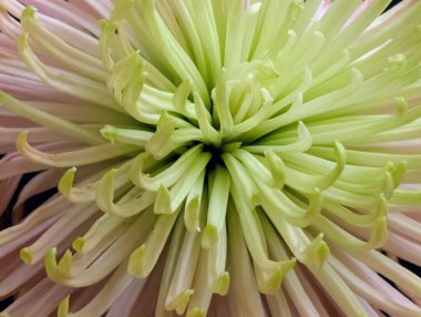 Güzel yeşil kasımpatı çiçeği Yaklaş