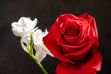 Frezya ve gül çiçekleri siyah üzerine 