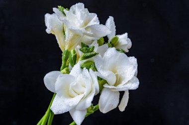 Siyah arkaplanda frezya çiçeklerini kapat