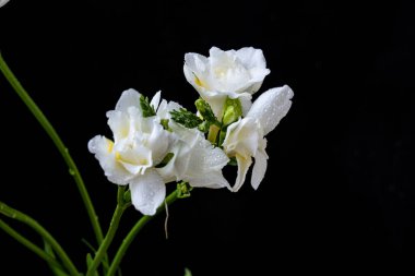 Siyah arkaplanda frezya çiçeklerini kapat